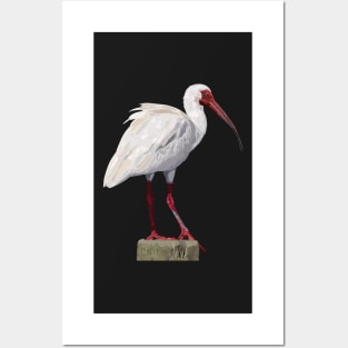 White ibis Posters and Art